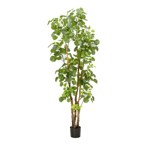 PLANTA ARTIFICIAL DECORATIVA ÁRBOL ARALIA acabado Premium. Encuéntrala en MisterWils.